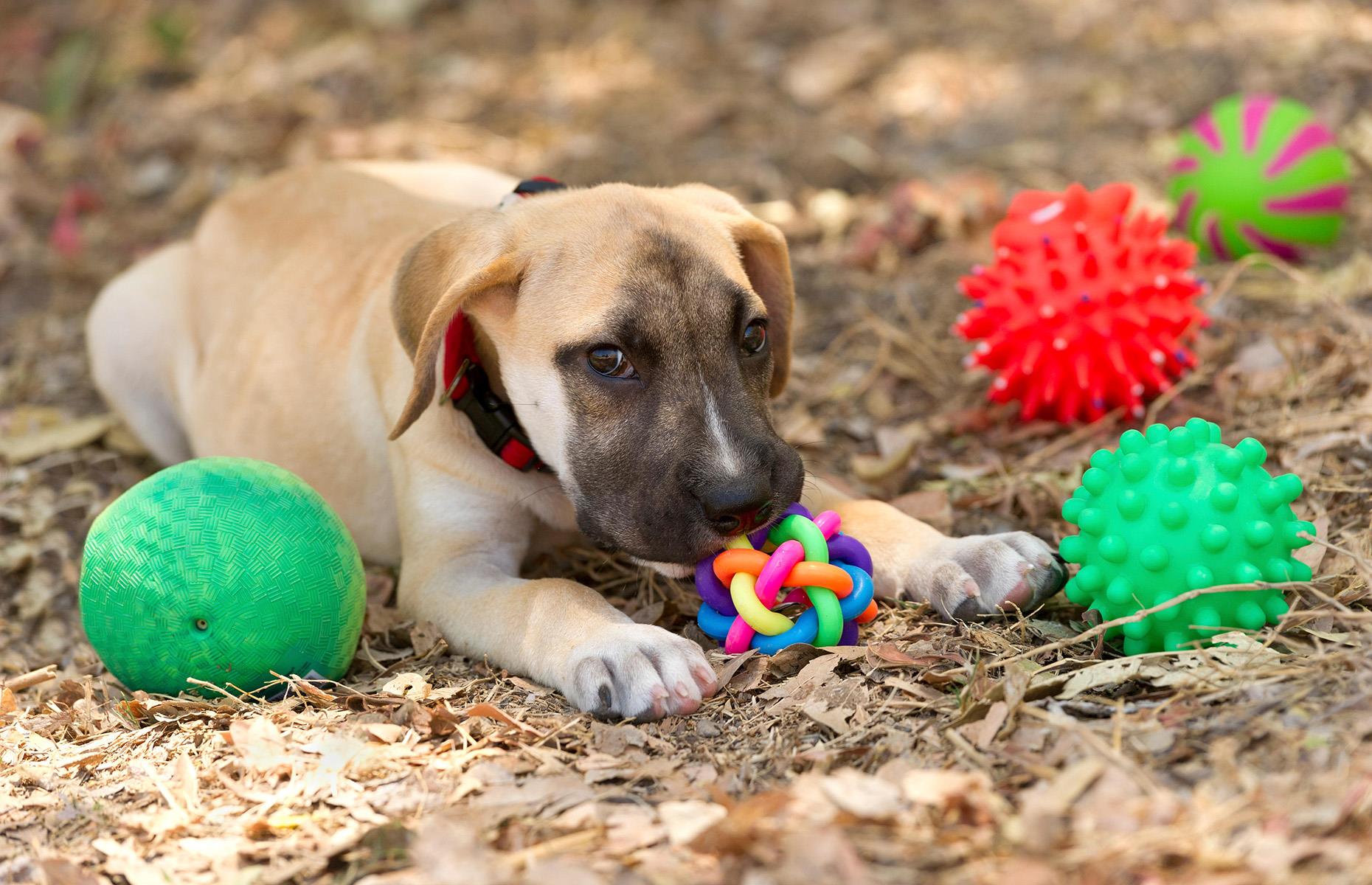 Négliger les jouets de votre chien